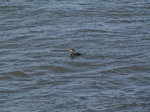 SX01362 Cormorant in sea.jpg